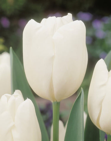 Darwin Hybrid 'Hakuun' or 'White Clouds Tulip (Mid to Late)